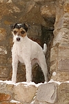 Parson Russell Terrier im Schnee / PRT in snow