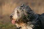 Bearded Collie