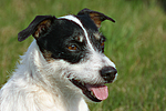 Jack Russell Terrier