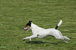 Parson Russell Terrier