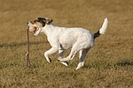 Parson Russell Terrier