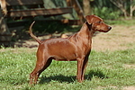 Rehpinscher / miniature pinscher