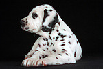 Dalmatiner Welpe / dalmatian puppy