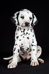 Dalmatiner Welpe / dalmatian puppy