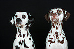 Dalmatiner / dalmatian