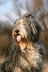 Bearded Collie