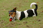 Jack Russell Terrier