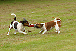 Jack Russell Terrier