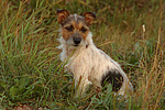 Jack Russell Terrier