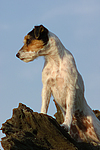 Parson Russell Terrier