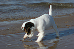 Parson Russell Terrier Welpe / parson russell terrier puppy