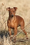 Rehpinscher / miniature pinscher