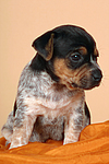 Jack Russell Terrier Welpe / jack russell terrier puppy