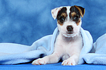 Parson Russell Terrier Welpe / parson russell terrier puppy