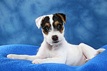 Parson Russell Terrier Welpe / parson russell terrier puppy