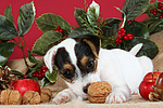 Parson Russell Terrier Welpe zu Weihnachten / PRT puppy at christmas