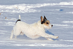 Parson Russell Terrier rennt durch den Schnee / prt running through snow