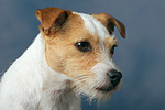 Parson Russell Terrier