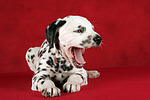 Dalmatiner Welpe / dalmatian puppy