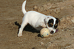 Parson Russell Terrier Welpe / parson russell terrier puppy