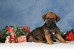 Rhodesian Ridgeback Welpe / rhodesian ridgeback puppy