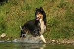 rennender Langhaarcollie / running longhaired collie