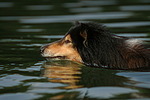 schwimmender Langhaarcollie / swimming longhaired collie