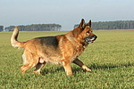 laufender Deutscher Schäferhund / walking german shepherd