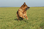 rennender Deutscher Schäferhund / running German Shepherd