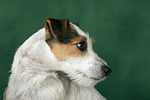 Parson Russell Terrier