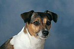 Jack Russell Terrier