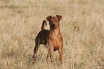 Rehpinscher / miniature pinscher