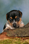 Jack Russell Terrier Welpe / jack russell terrier puppy