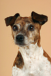 Jack Russell Terrier