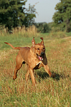 Rhodesian Ridgeback