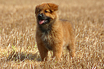 Harzer Fuchs Welpe / Harzer Fuchs puppy