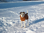 Parson Russell Terrier im Schnee / PRT in snow