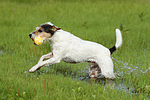 spielender Parson Russell Terrier / playing PRT