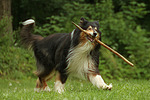 spielender Langhaarcollie / playing longhaired collie