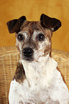 Jack Russell Terrier