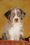 Miniature Australian Shepherd Welpe / miniature australian shepherd puppy