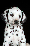 Dalmatiner Welpe / dalmatian puppy