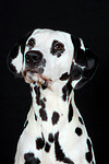 Dalmatiner / dalmatian