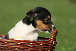 Jack Russell Terrier Welpe / jack russell terrier puppy