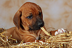 Rhodesian Ridgeback Welpe / rhodesian ridgeback puppy