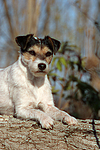 Parson Russell Terrier