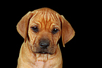 Rhodesian Ridgeback Welpe / rhodesian ridgeback puppy