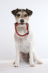 Parson Russell Terrier