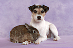 Parson Russell Terrier und Zwergkaninchen / dog and dwarf rabbit