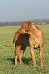 stehender Rhodesian Ridgeback / standing Rhodesian Ridgeback